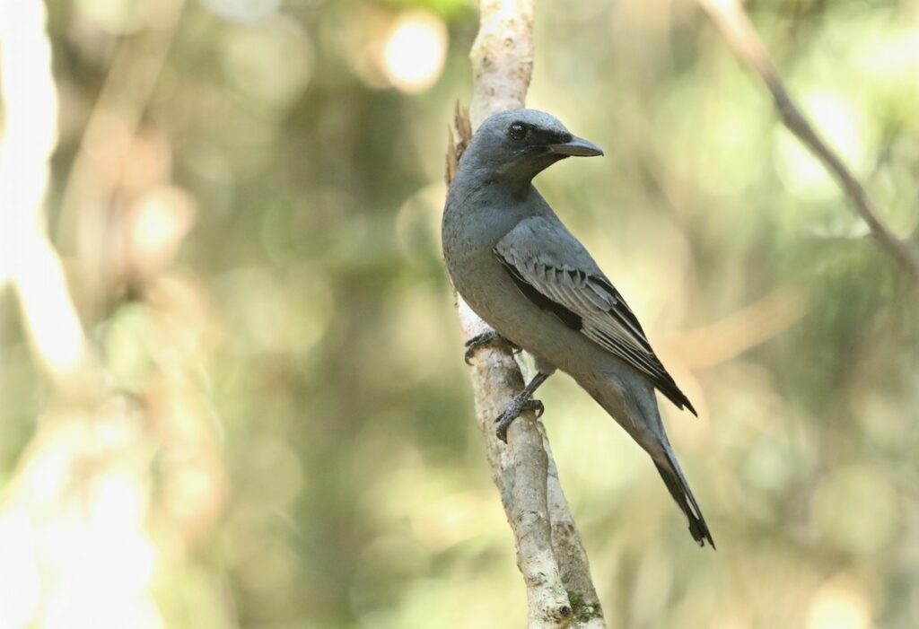 Common Cicadabird Edolisoma tenuirostre by David Ongley (ML186945411)