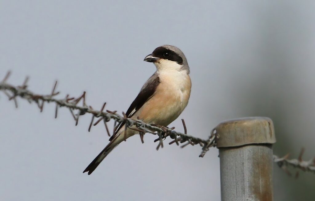 Lesser Gray Shrike Lanius minor by Christoph Moning (ML26514221)