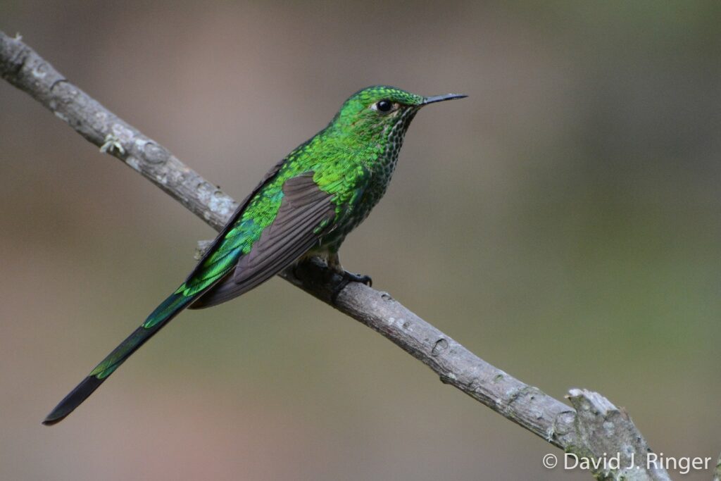 Green-tailed Trainbearer 62476191