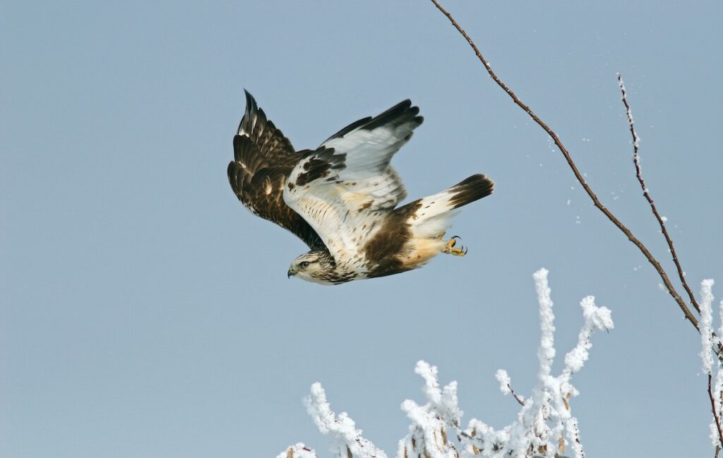 Rough-legged Hawk (Buteo lagopus) ML244216171