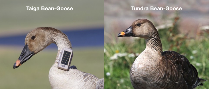 Tundra and Taiga Bean-Geese