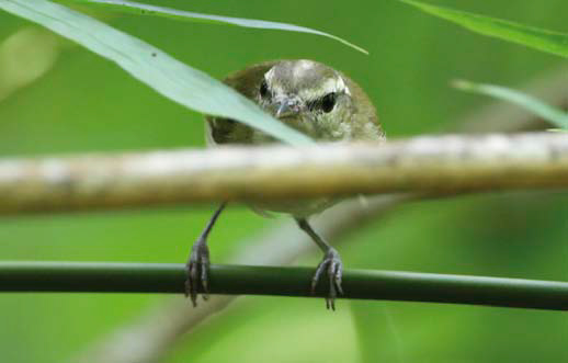 Selayar Leaf Warbler by James Eaton