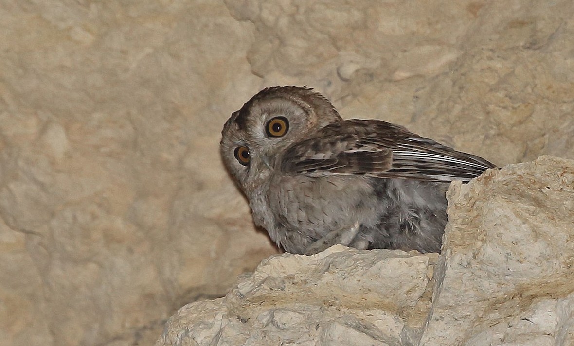 Desert Owl (Strix hadorami) by Jens Eriksen (ML63556211)