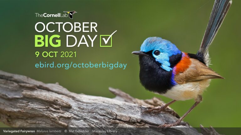October Big Day hosted by eBird at Cornell Lab of Ornithology - this October 9, 2021