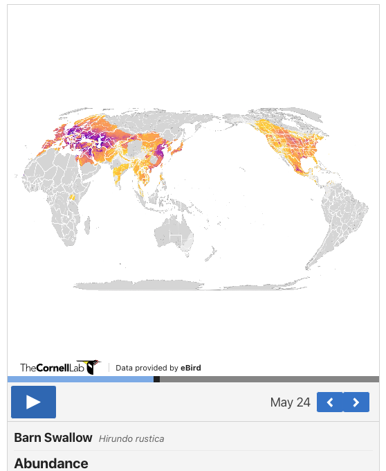 Barn Swallow abundance map produced by eBird Status &amp; Trends