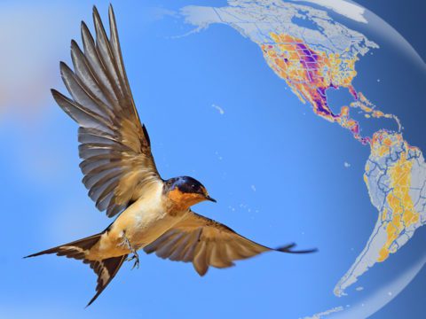 Barn swallow flying over globe