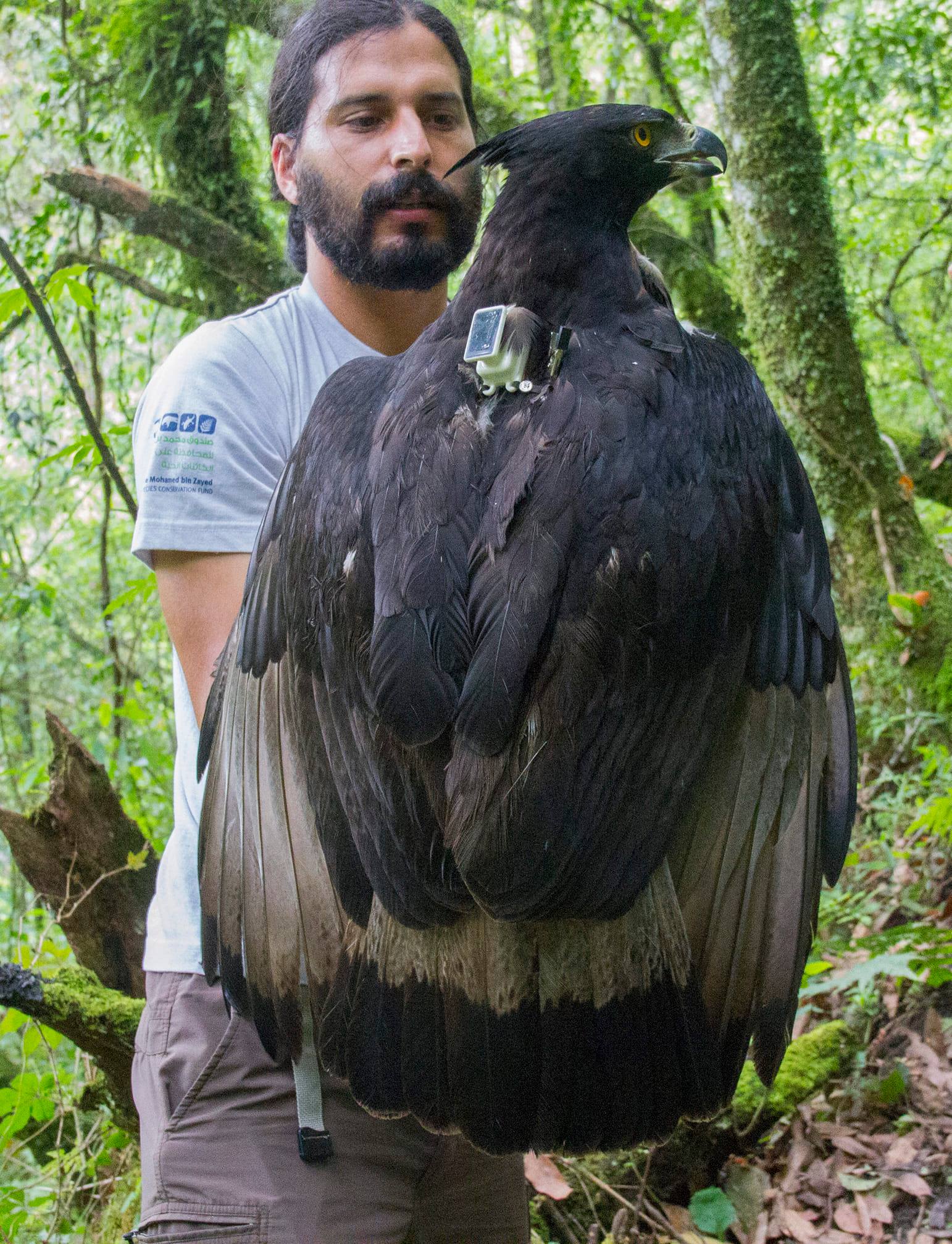 Adult female Black-and-chestnut-Eagle captured for banding and satellite transmitter installation, Argentina © Tomás Rivas Fuenzalida | Fundación Ñankulafkén
