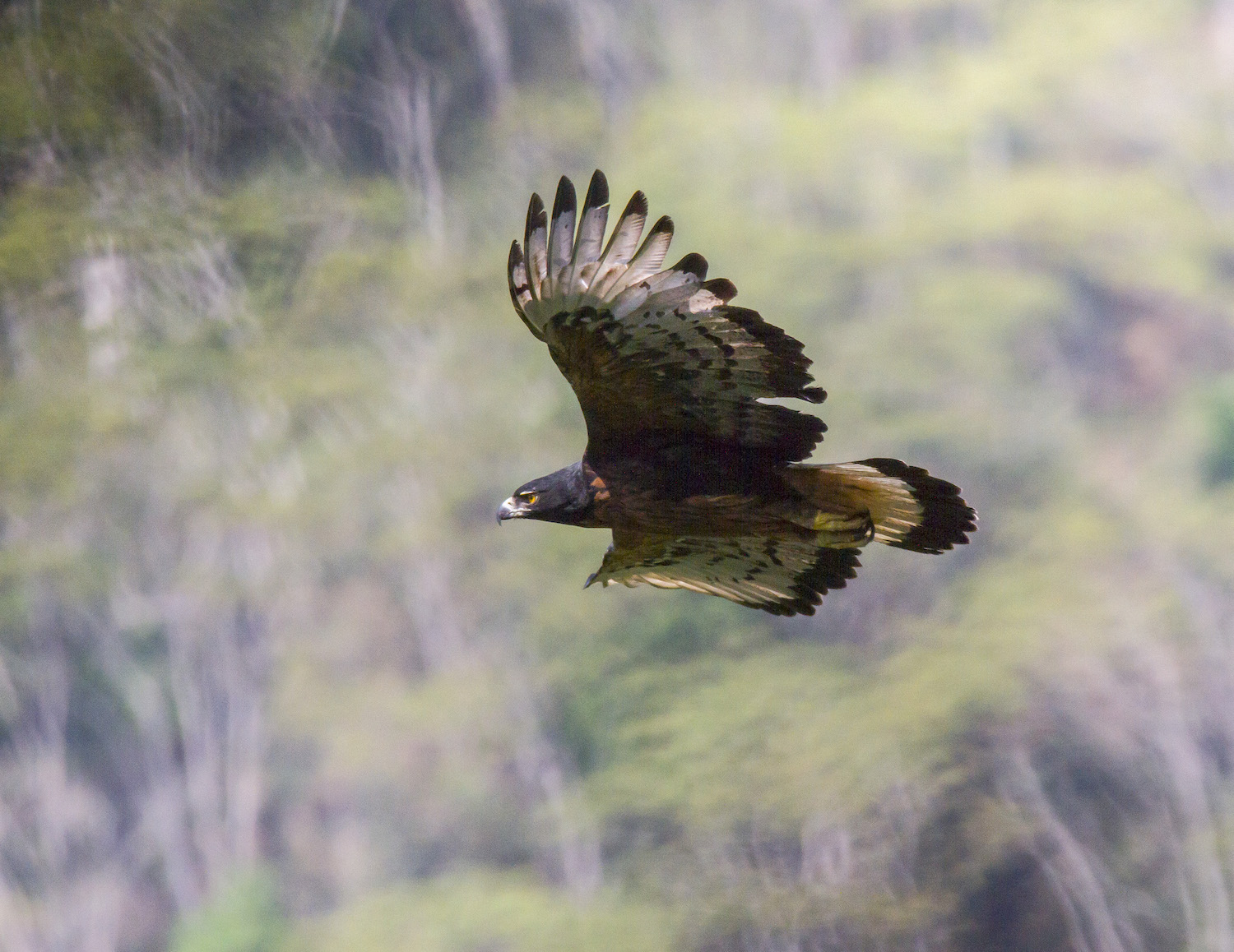 Black-and-chestnut Eagle in flight, Peru. © Tomás Rivas Fuenzalida | Fundación Ñankulafkén
