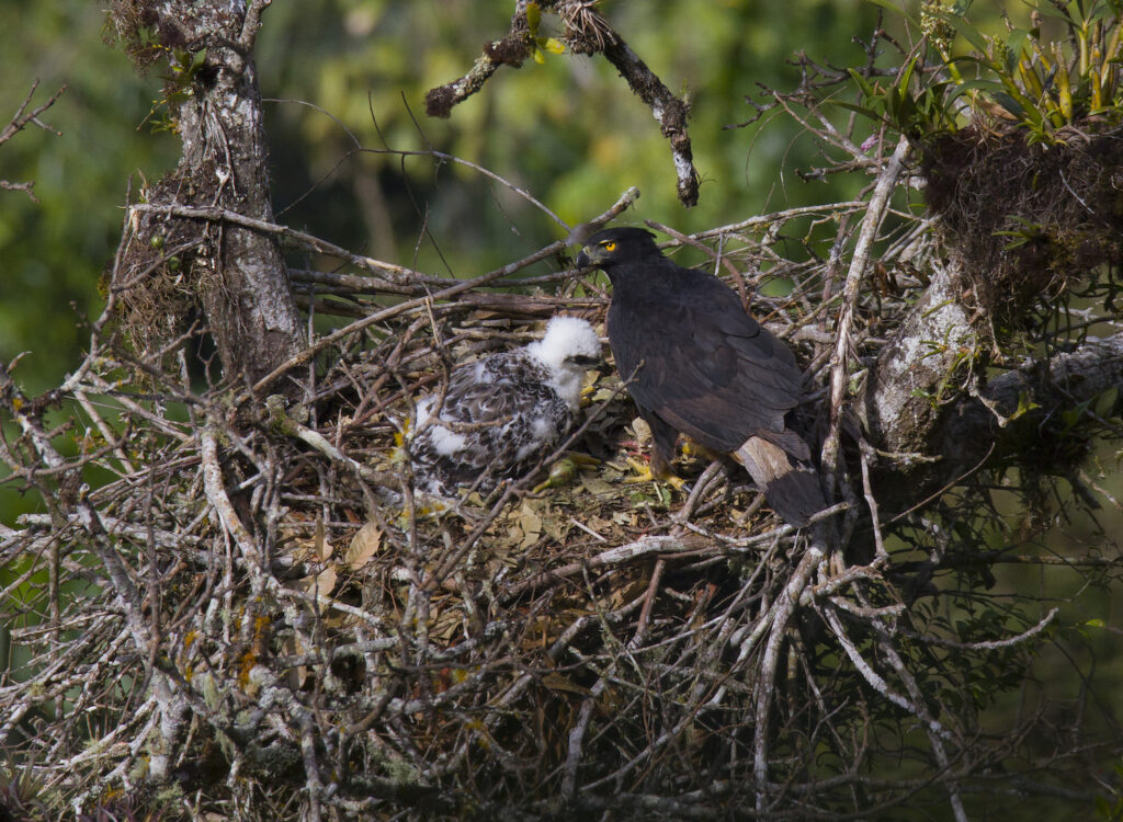 Black-and-chestnut Eagle in the nest, Peru @Tomás Rivas Fuenzalida | Fundación Ñankulafkén