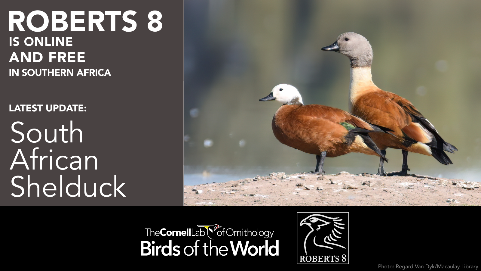 Roberts 8 species account: South African Shelduck