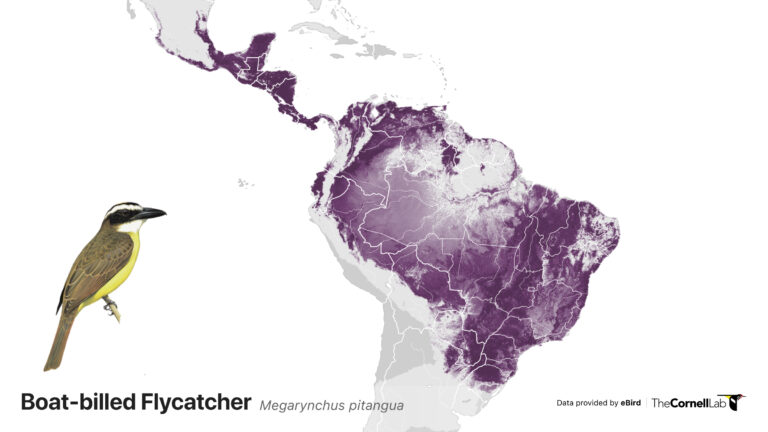 Birds of the World - Cornell Lab of Ornithology