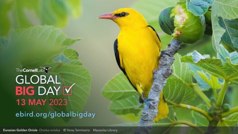 Birds of the World - Cornell Lab of Ornithology