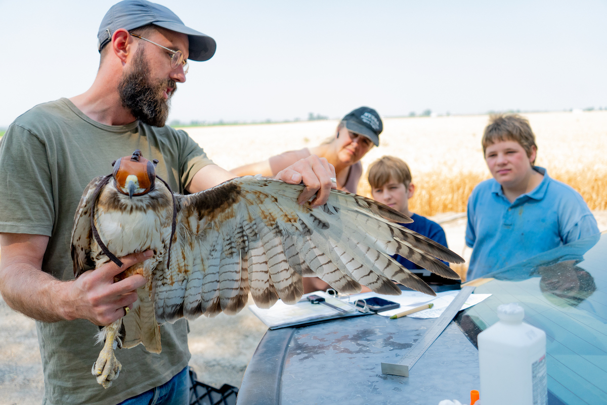 Cornell Post-doc Bryce Robinson handling a Red-tailed Hawk for the Red-tailed Hawk project