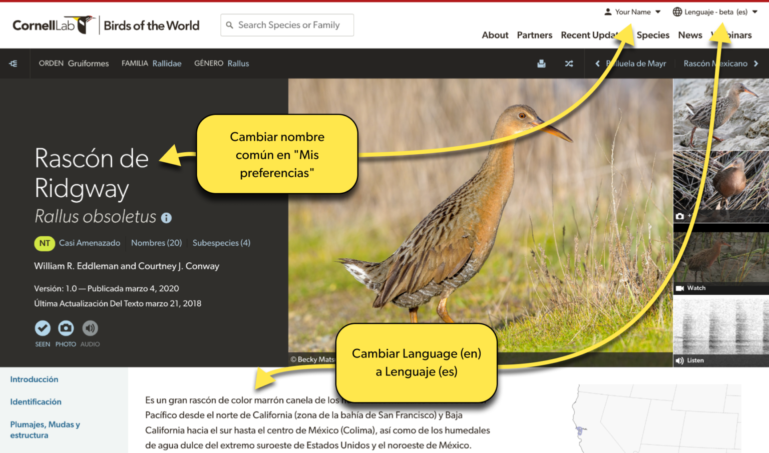 BIG NEWS! Birds of the World is now available in Spanish! Birds of
