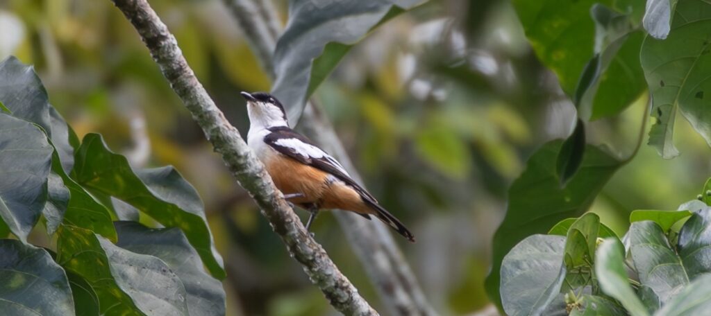 Mussau Triller, a species that had been lost to science since 1979 was rediscovered in Papua New Guinea in 2024. (Photo by Joshua Bergmark/Ornis Birding Expeditions)