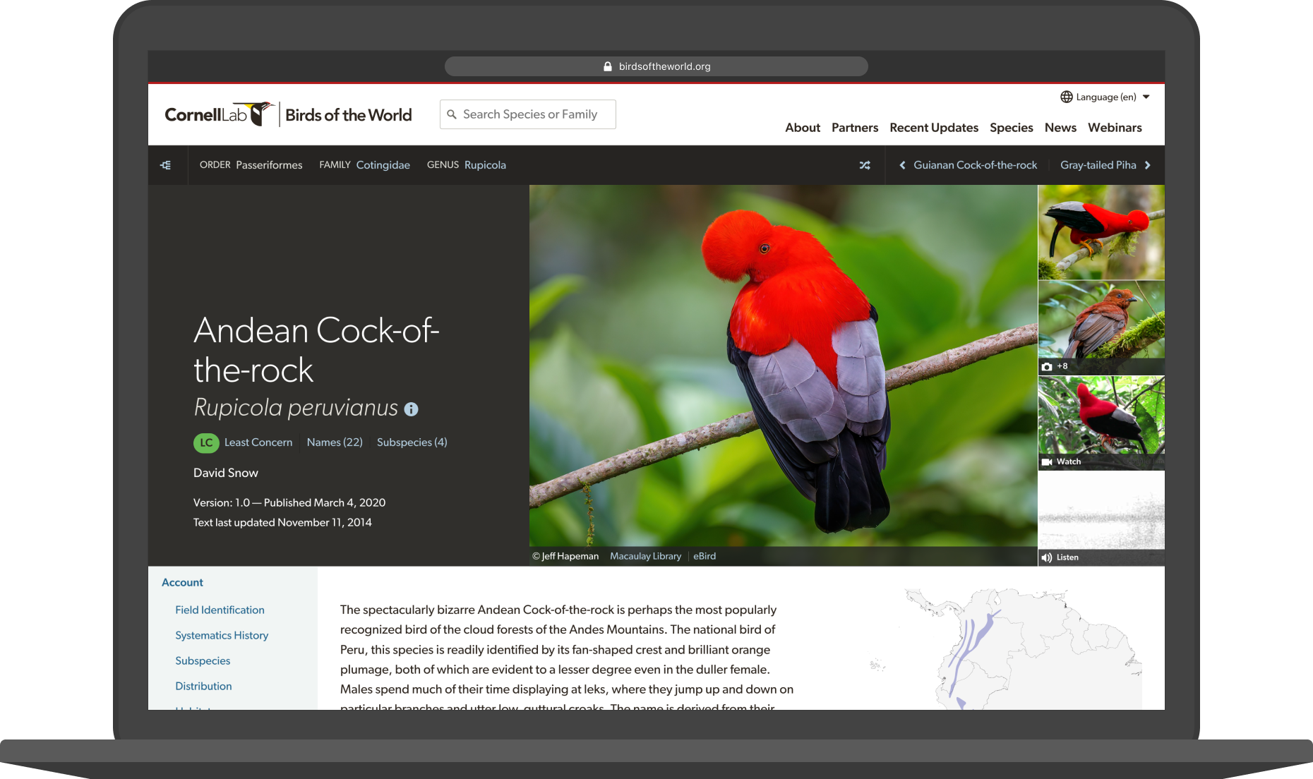 Andean Cock-of-the-rock Birds of the World account displayed on a laptop