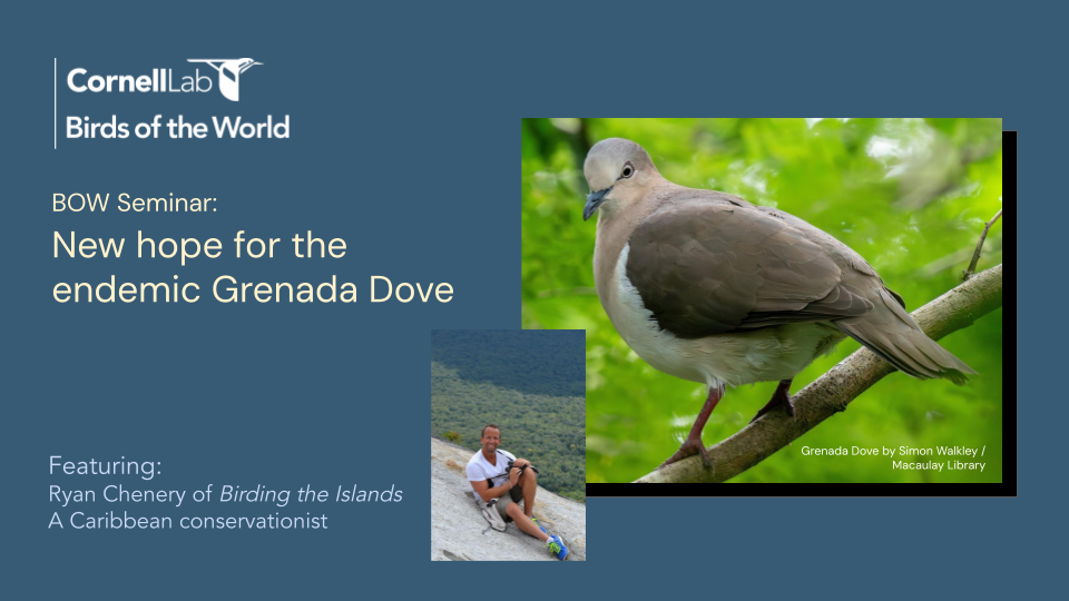 BOW Seminar: Plight of Caribbean Endemics, and New Hope for the Grenada Dove