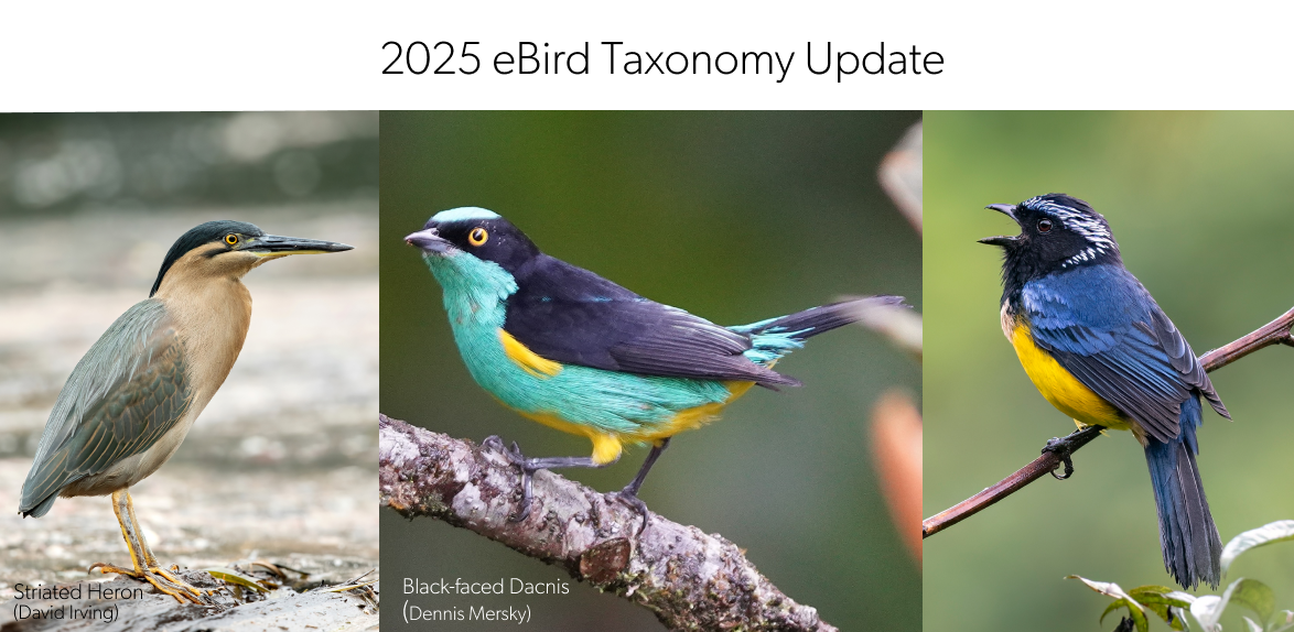 2025 Taxonomy update image featuring: Striated Heron, Buff-breasted Mountain Tanager, and Black-faced Dacnis, just a few of the species whose taxonomy shifted in the last year.