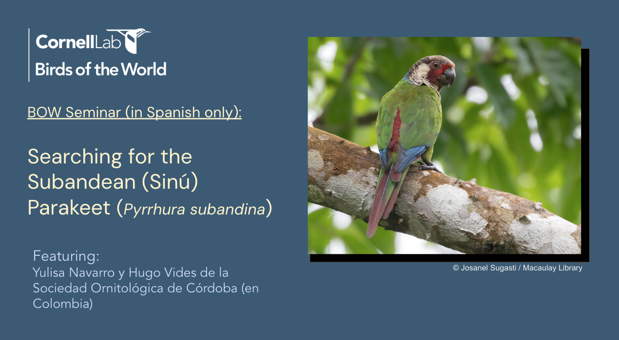 BOW webinar promotion showing Subandean Parakeet