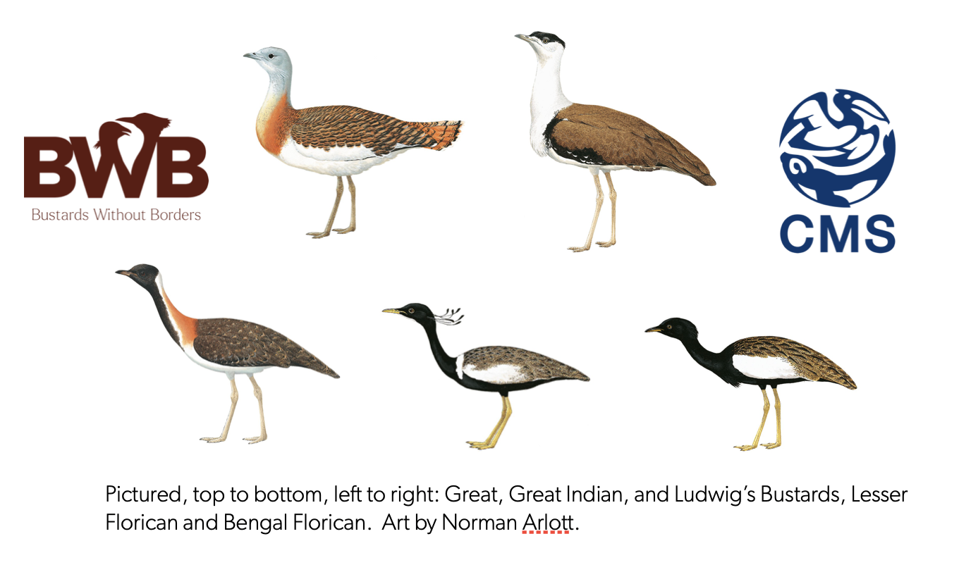 Pictured, top to bottom, left to right: Great, Great Indian, and Ludwig’s Bustards, Lesser Florican and Bengal Florican. Art by Norman Arlott.