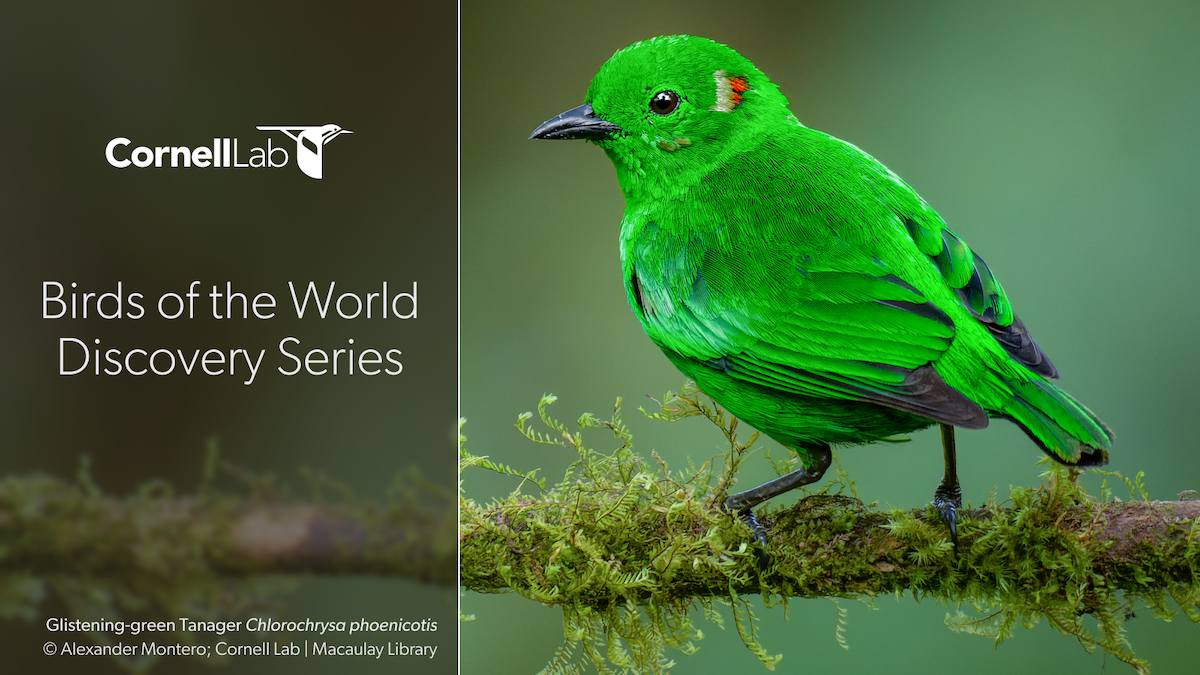 Photo of green bird on a slide that says webinars.